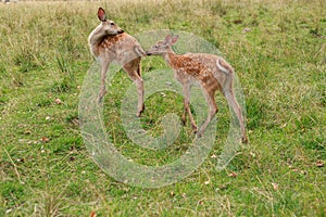 Young sika deer play in the grass, wild animals