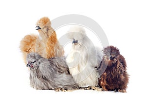 Young Silkies