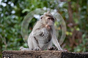 Young, silly rhesus monkey looking at the camera while pulling a funny face with a full mouth