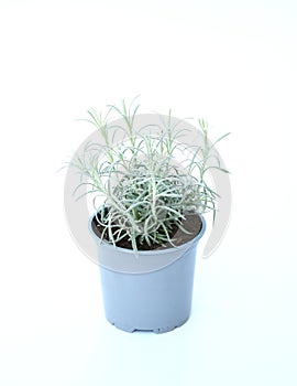 Young silver curry herbe plant in blue gray plastic pot on white background. Helichrysum italicum is a flowering plant ,Leaves are