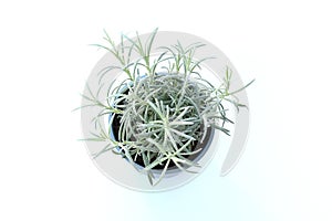 Young silver curry herbe plant in blue gray plastic pot on white background. Helichrysum italicum is a flowering plant ,Leaves are