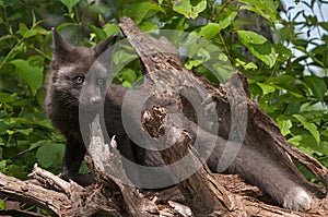 Young Silver Fox (Vulpes vulpes) Stands on Roots with One Ear Ba