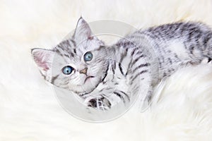 Young silver tabby spotted cat lying on sheep skin
