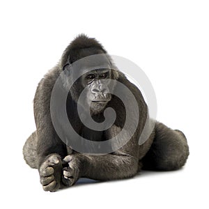 Young Silverback Gorilla