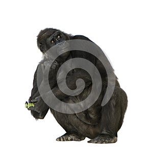 Young Silverback Gorilla