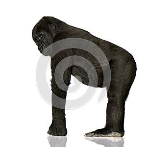 Young Silverback Gorilla