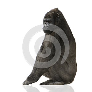 Young Silverback Gorilla