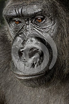 Young Silverback Gorilla photo