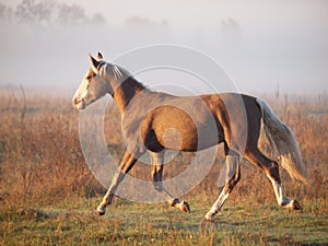 The young silvery-black stallion trots on a morning meadow