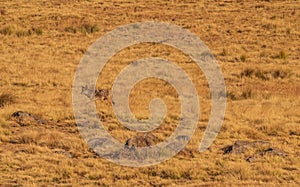 Young Simien Jackal in Ethiopia