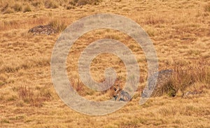 Young Simien Jackal in Ethiopia