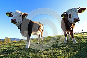 Young Simmental cattle with horns and bell in the back light on the pasture