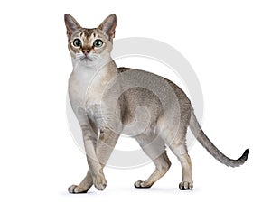 Young Singapura cat on white background