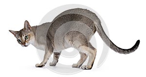 Young Singapura cat on white background