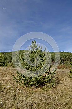 Young single pine tree in the glade at Vitosha mountain