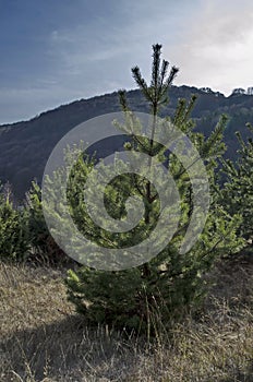 Young single pine tree in the glade at Vitosha mountain