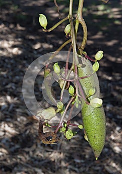 The young single Sausage tree fruit ,Kigelia africana or Bignoniaceae fruit with a bunch of its flower.