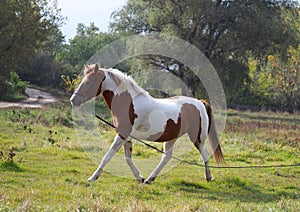 A young skewbald horse runs on a lunge