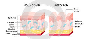 Young skin aging vector concept