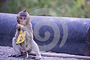 Young skinny Crab-eating macaque eating banana