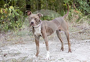 Young skinny Pitbull Terrier dog tied outside in the dirt