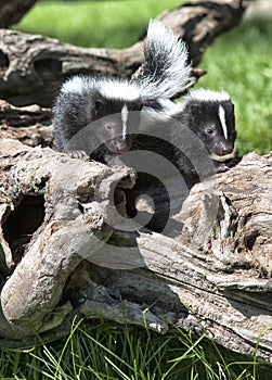 Young skunk pair