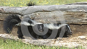 Young skunks