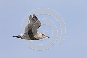 Young slaty-backed gull in flight