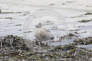 Young Slaty-backed gull walking along the shore