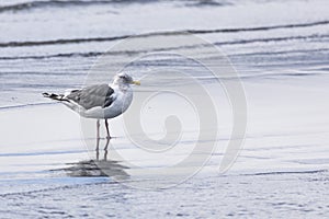 Young Slaty-backed gull walking along the shore