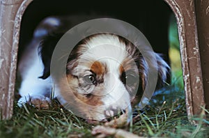 Young sleeping lying cupid dog