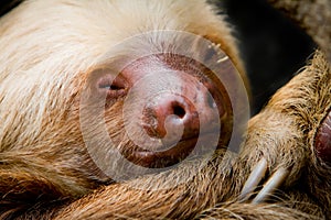 Young sleeping sloth, high detail