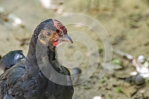 Young and slim black hen