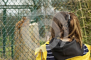 Young slim teenager girl in yellow jacket in a zoo looking on a sleeping tiger. Learning nature and day out concept