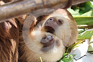 Young Sloth in Costa Rica