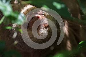 Young Sloth in Costa Rica