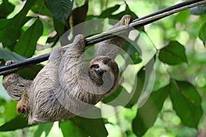 Young Sloth hanging on a cable.