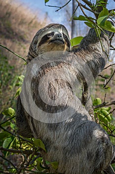 Young sloth hung on the tree seeking refuge