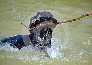 Young  Slovakian Hound dog gets a stick from water