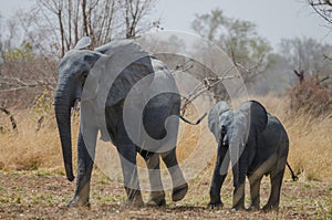 Young small African elephant walking alongside his mother in savannah landscape, Pendjari National Park, Benin