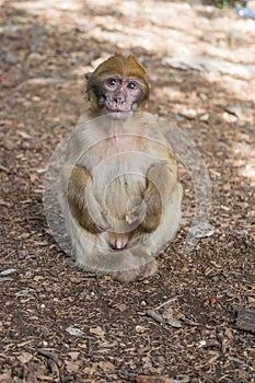 A young small Barbary Macaque monkey or ape, sitting on the ground, eating peanuts in Morocco