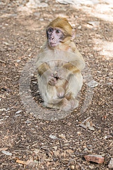 A young small Barbary Macaque monkey or ape, sitting on the ground, eating peanuts in Morocco