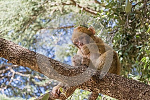 A young small Barbary Macaque monkey or ape, sitting in a tree, eating peanuts in Morocco