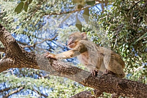 A young small Barbary Macaque monkey or ape, sitting in a tree, eating peanuts in Morocco