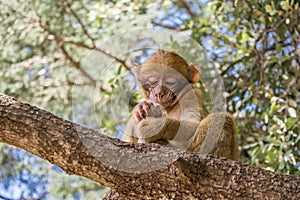 A young small Barbary Macaque monkey or ape, sitting in a tree, eating peanuts in Morocco