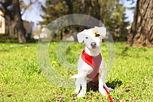 Young small breed dog with funny brown stain on face. Portrait of cute happy jack russel terrier doggy outdoors, walk in the park.