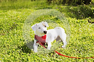 Young small breed dog with funny brown stain on face. Portrait of cute happy jack russel terrier doggy outdoors, walk in the park.