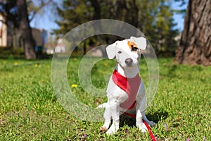 Young small breed dog with funny brown stain on face. Portrait of cute happy jack russel terrier doggy outdoors, walk in the park.