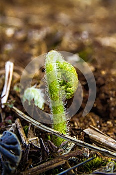 Young small Broad buckler fern, Dryopteris dilatata.