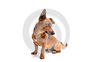 Young and small brown dog isolated on a white background